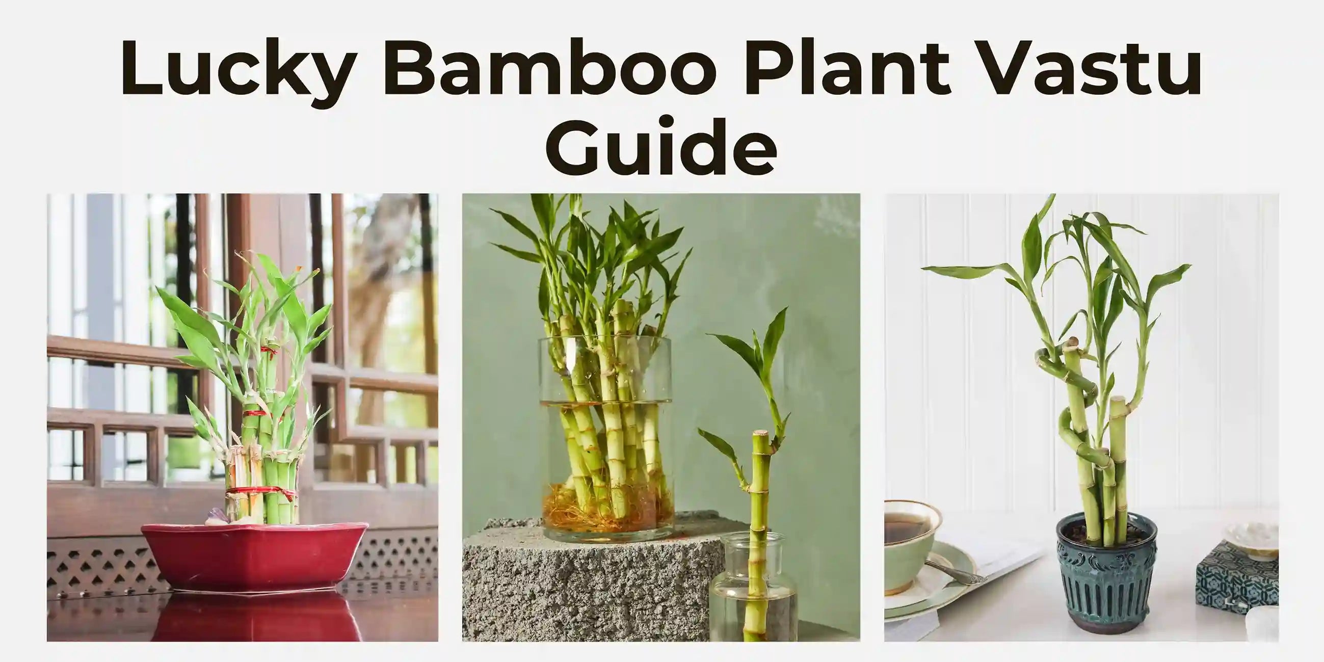 Lucky Bamboo Plant Vastu Guide Meserii