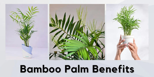 Bamboo Palm Benefits