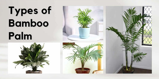Types of Bamboo Palm